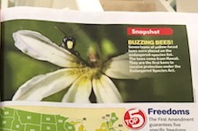 Yellow-faced bee in Time (for Kids) magazine